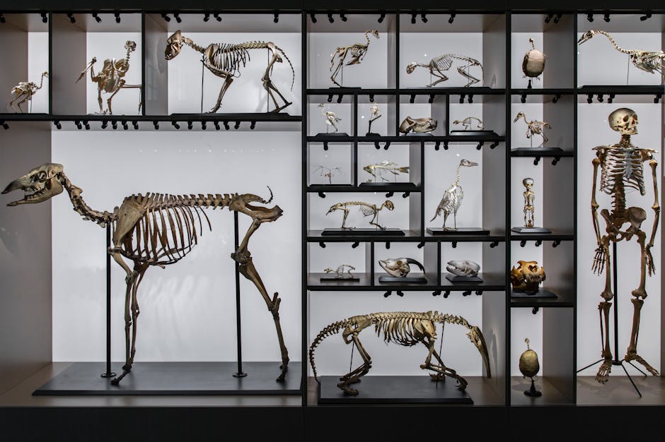 A diverse collection of animal and human skeletons displayed in a museum setting.